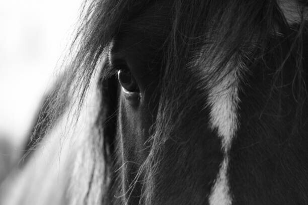 Christine Rose Photography Plakát, Obraz - The Window To The Soul, Christine Rose Photography, 40 × 26.7 cm