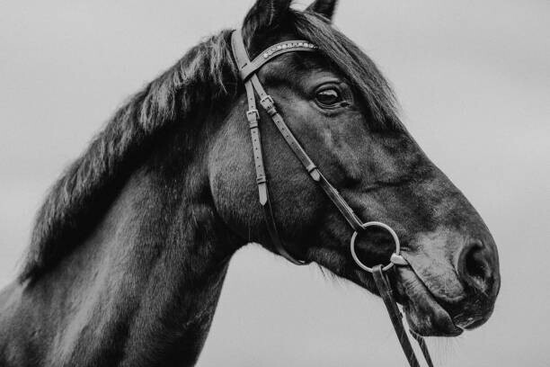 Tabitha Arn Plakát, Obraz - Pferd Warmblut Sportpferd Portrait angeschnitten künstlerisch, Tabitha Arn, 40 × 26.7 cm