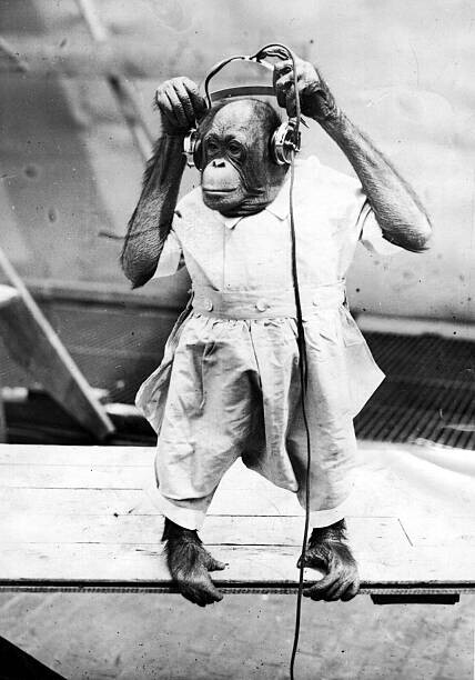 Henry Guttmann Plakát, Obraz - Duke The Chimp, Henry Guttmann, 26.7 × 40 cm