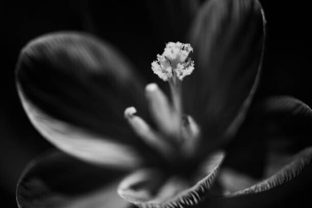 Tracey Elizabeth Plakát, Obraz - Crocus study, Tracey Elizabeth, 40 × 26.7 cm