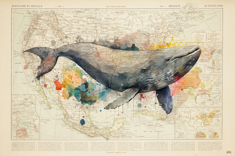 Thomas Chedeville Plakát, Obraz - Color Whale, Thomas Chedeville, 40 × 26.7 cm