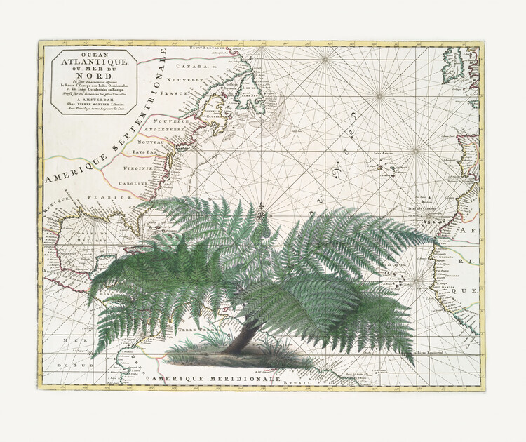Andrea Haase Plakát, Obraz - Tropical Empire No4, Andrea Haase, 40 × 33.6 cm