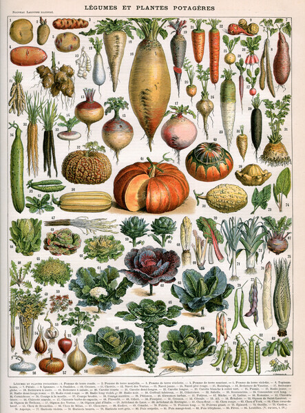 Alillot Plakát, Obraz - Illustration of Vegetable Varieties, c.1905-10, Alillot, 30 × 40 cm