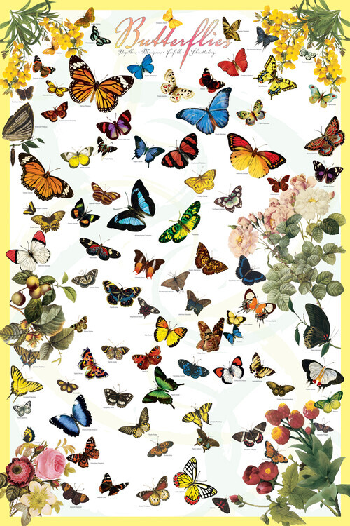 EUROGRAPHICS Plakát, Obraz - Motýli - druhy a morfologie, 61 × 91.5 cm