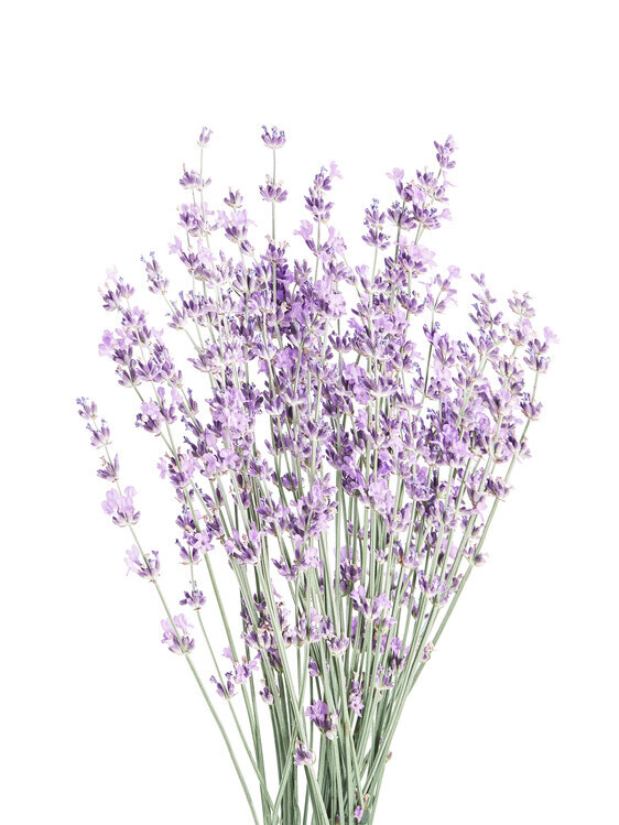 Sisi & Seb Plakát, Obraz - Lavender, Sisi & Seb, 30 × 40 cm