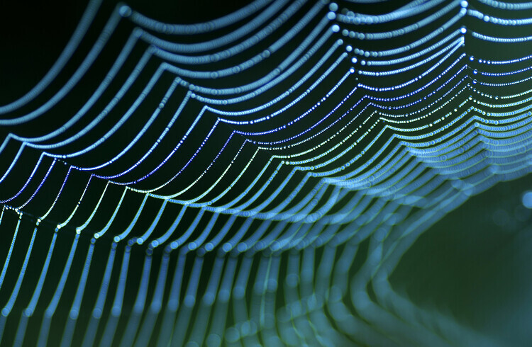Allan Wallberg Plakát, Obraz - Spider's web, Allan Wallberg, 40 × 26.7 cm