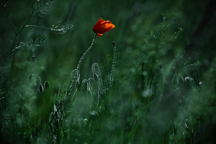 Ildiko Neer Plakát, Obraz - Blow me away..., Ildiko Neer, 40 × 26.7 cm