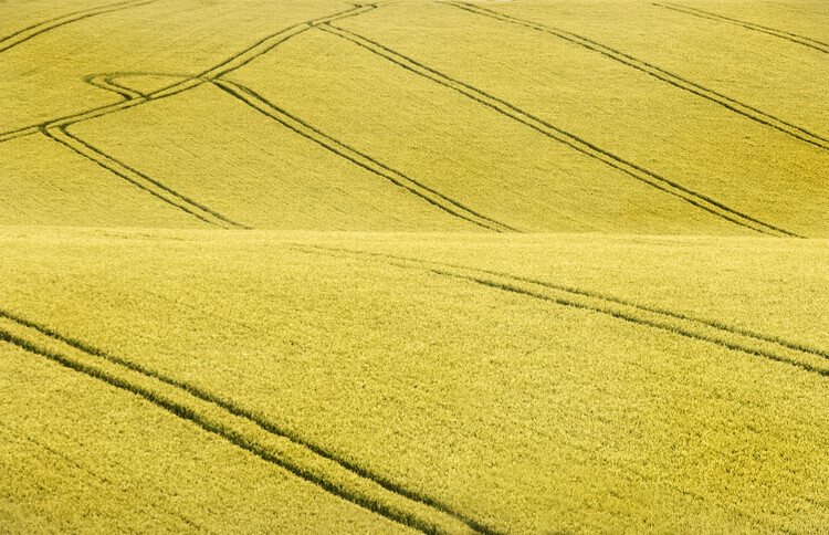 Clive Collie Plakát, Obraz - Field #2, Clive Collie, 40 × 26.7 cm
