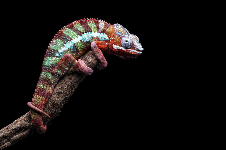 Louise Wolbers Plakát, Obraz - I Have A Eye On You, Louise Wolbers, 40 × 26.7 cm