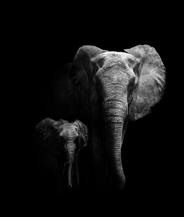 WildPhotoArt Plakát, Obraz - Mother and Child, WildPhotoArt, 33.9 × 40 cm