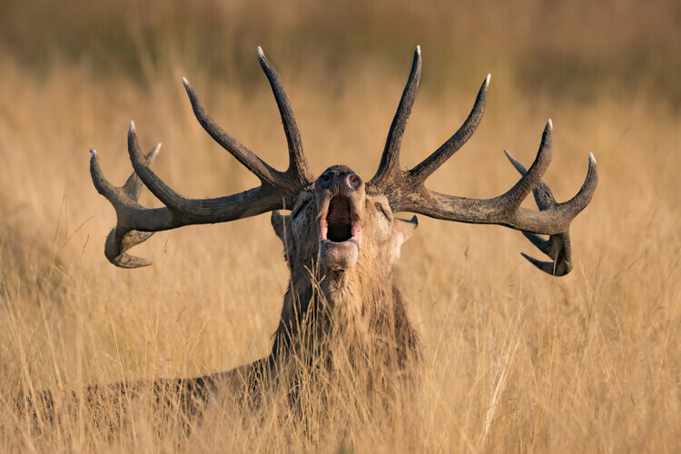 Kutub Uddin Plakát, Obraz - Ready to Rut, Kutub Uddin, 40 × 26.7 cm