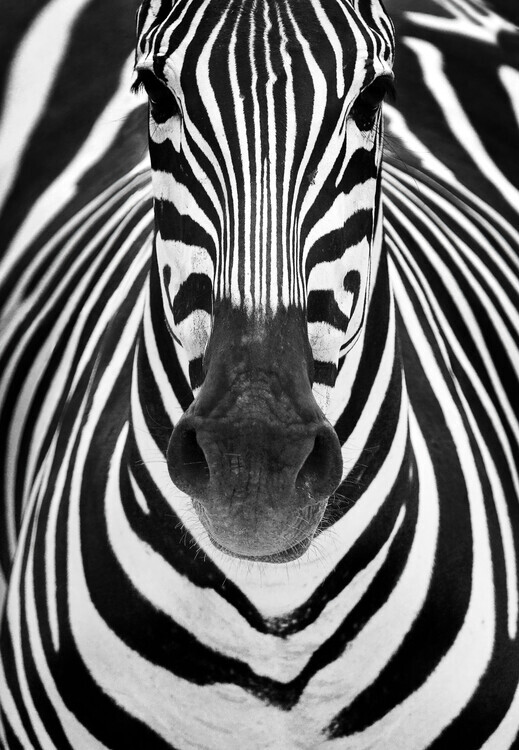 Luis Duran Plakát, Obraz - ZEBRA, Luis Duran, 26.7 × 40 cm