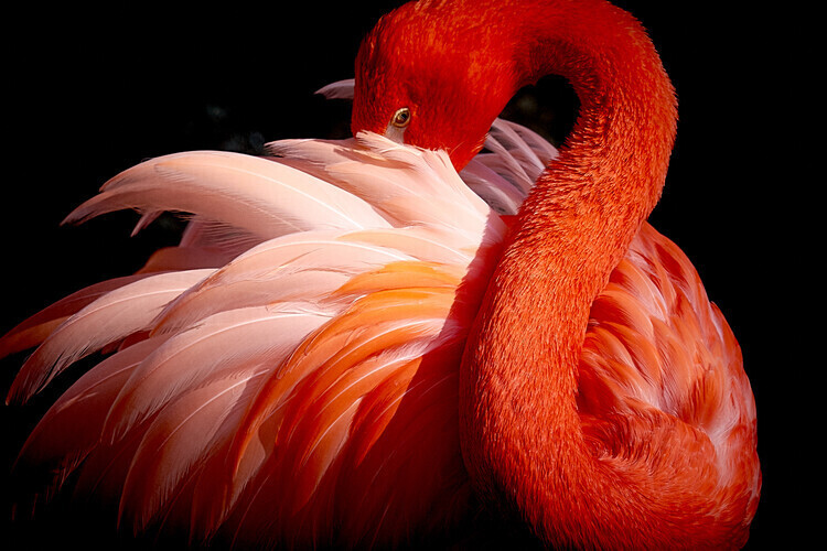 Makoto Nishikura Plakát, Obraz - flamingo, Makoto Nishikura, 40 × 26.7 cm