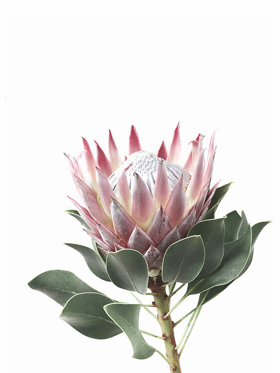 Sisi & Seb Plakát, Obraz - King Protea, Sisi & Seb, 30 × 40 cm