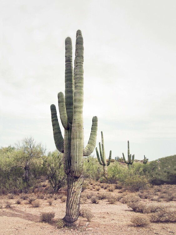 Sisi & Seb Plakát, Obraz - Desert Cactus, Sisi & Seb, 30 × 40 cm