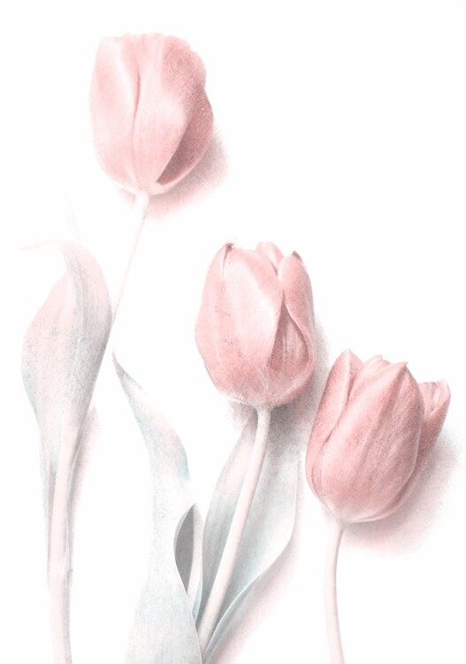 Delphine Devos Plakát, Obraz - Sweet Pink, Delphine Devos, 26.7 × 40 cm