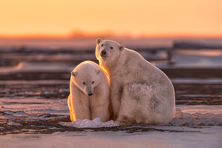 Max Wang Plakát, Obraz - Polar bears at sunset, Max Wang, 40 × 26.7 cm