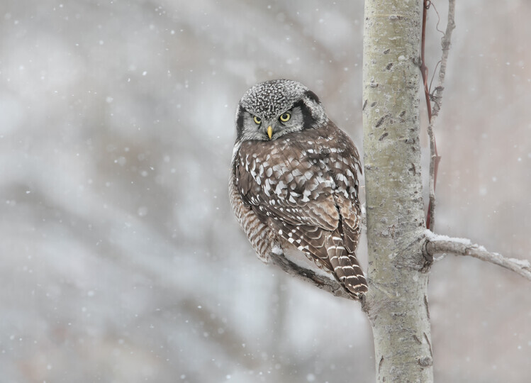 Jasmine Suo Plakát, Obraz - Northern Hawk Owl look back, Jasmine Suo, 40 × 30 cm