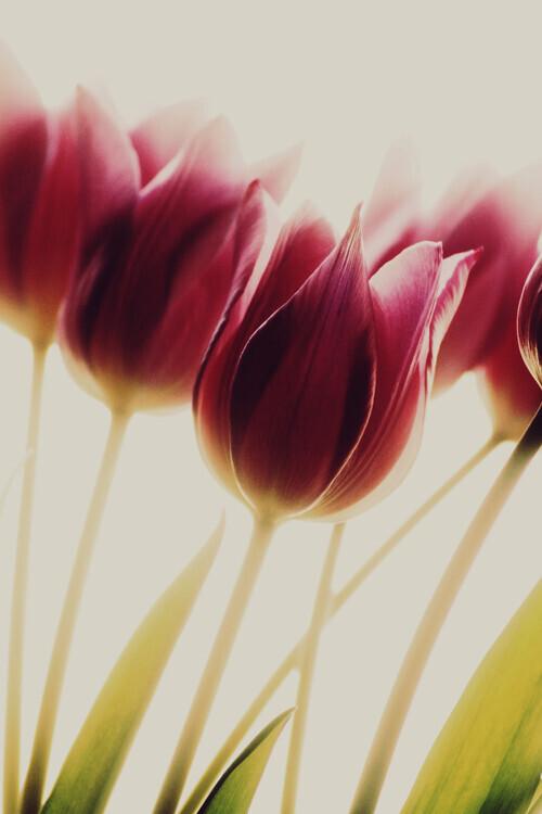 Rosalinde Philippin-Lipscomb Plakát, Obraz - tulips, Rosalinde Philippin-Lipscomb, 26.7 × 40 cm