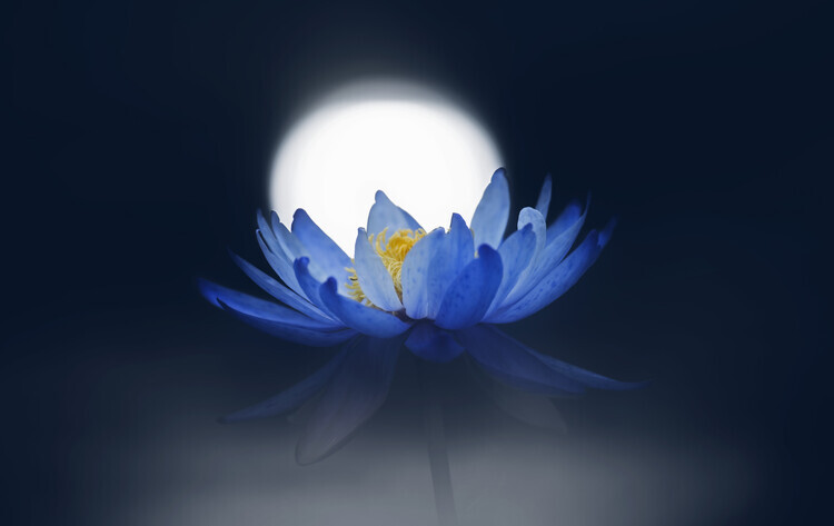 Takashi Suzuki Plakát, Obraz - Fleeting dream, Takashi Suzuki, 40 × 26.7 cm