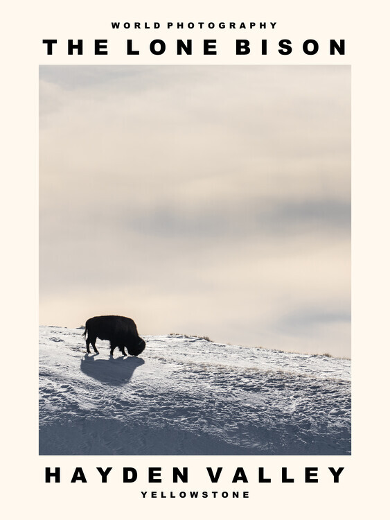 autor Plakát, Obraz - The Lone Bison (Hayden Valley, Yellowstone), 30 × 40 cm