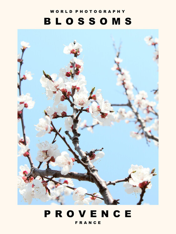 autor Plakát, Obraz - Blossoms (Provence, France), 30 × 40 cm