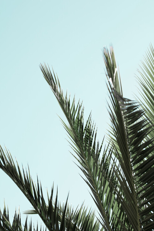 Studio Collection Plakát, Obraz - Palm leaves and sky_2, Studio Collection, 26.7 × 40 cm
