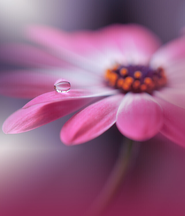 Juliana Nan Plakát, Obraz - Echoes of Hope...III, Juliana Nan, 34.3 × 40 cm