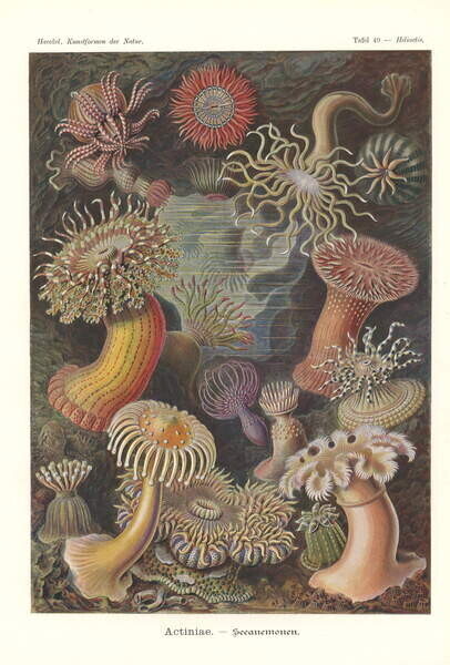 Haeckel, Ernst (1824-1919) Plakát, Obraz - Actiniae - Sea anemone, Haeckel, Ernst (1824-1919), 26.7 × 40 cm
