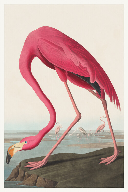 John James Audubon Plakát, Obraz - The Pink Flamingo, John James Audubon, 26.7 × 40 cm