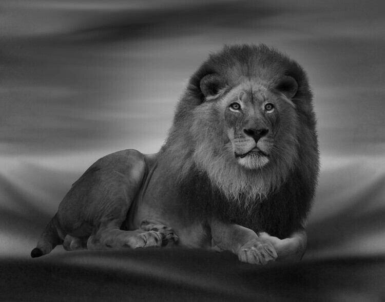 Krystina Wisniowska Plakát, Obraz - The Lion King, Krystina Wisniowska, 40 × 30 cm