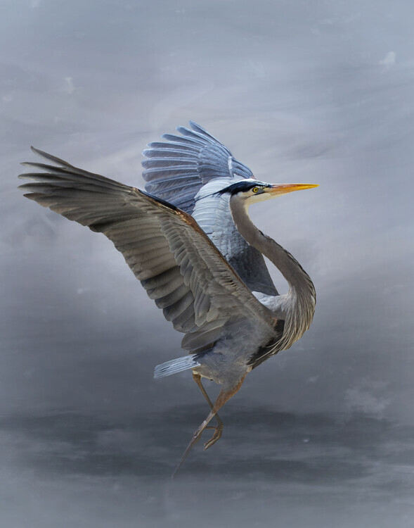 Krystina Wisniowska Plakát, Obraz - The Great Blue Heron, Krystina Wisniowska, 30 × 40 cm