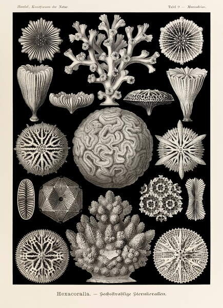 Haeckel, Ernst Plakát, Obraz - Maeandrina Hexacoralla, Haeckel, Ernst, 30 × 40 cm