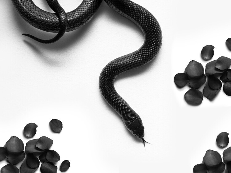 David Drake Plakát, Obraz - Black Snake Roam, David Drake, 40 × 30 cm