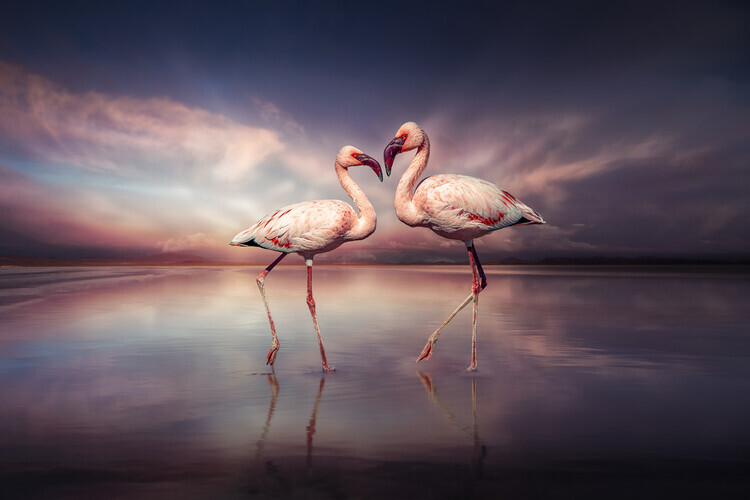 Marcel Egger Plakát, Obraz - FlamingoLove, Marcel Egger, 40 × 26.7 cm