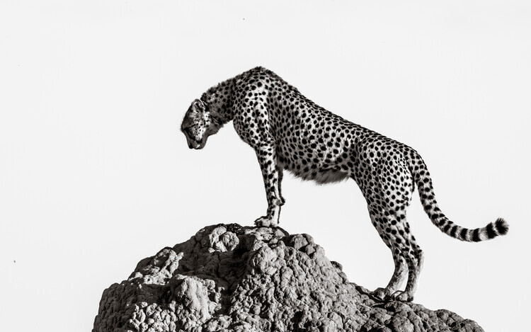 Ali Plakát, Obraz - the hunter, Ali, 40 × 26.7 cm