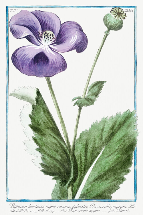Giorgio Bonelli Plakát, Obraz - Purple Poppy, Giorgio Bonelli, 26.7 × 40 cm