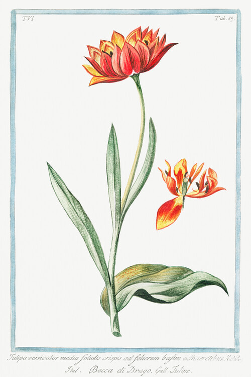 Giorgio Bonelli Plakát, Obraz - Multicolour Tulip, Giorgio Bonelli, 26.7 × 40 cm