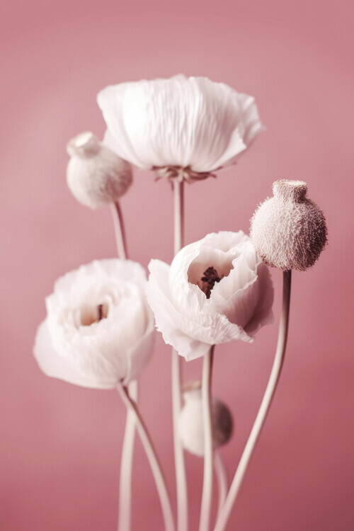 Treechild Plakát, Obraz - White Poppy On Pink Background, Treechild, 26.7 × 40 cm