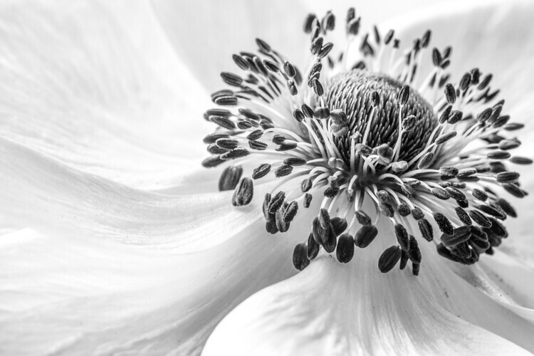 Mandy Disher Plakát, Obraz - Anemone, Mandy Disher, 40 × 26.7 cm