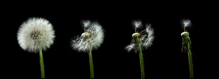 Bjoern Alicke Plakát, Obraz - dandelion flower sequenz, Bjoern Alicke, 60 × 21.7 cm