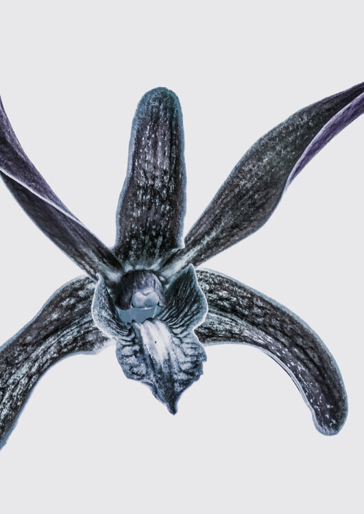 Shot by Clint Plakát, Obraz - Orchid, Shot by Clint, 30 × 40 cm