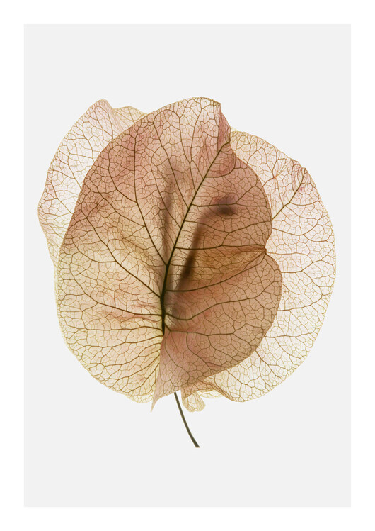Shot by Clint Plakát, Obraz - Bougainvillea Study No7, Shot by Clint, 30 × 40 cm