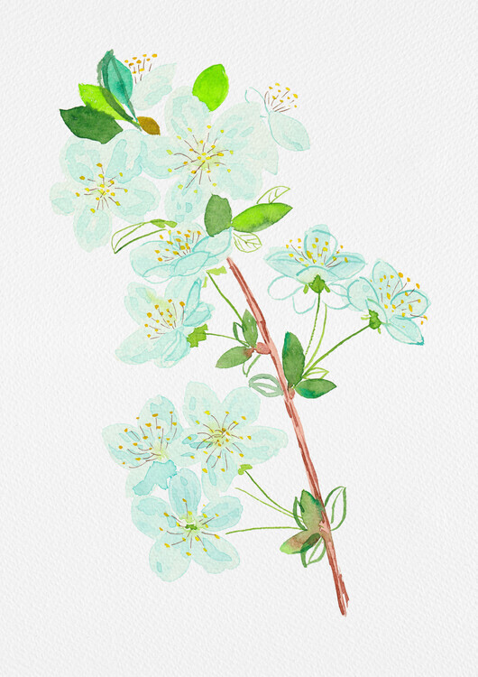 Kata Botanical Plakát, Obraz - Wild cherry or Prunus avium botanical painting, Kata Botanical, 30 × 40 cm