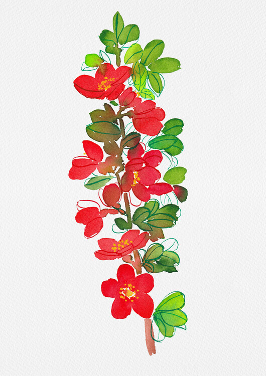 Kata Botanical Plakát, Obraz - Japanese quince or Chaenomeles japonica botanical painting, Kata Botanical, 30 × 40 cm