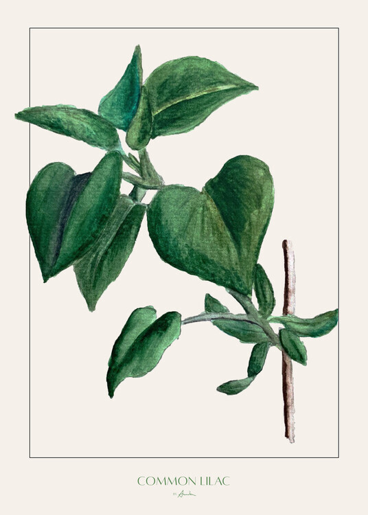 Annika John Plakát, Obraz - Common lilac, Annika John, 30 × 40 cm