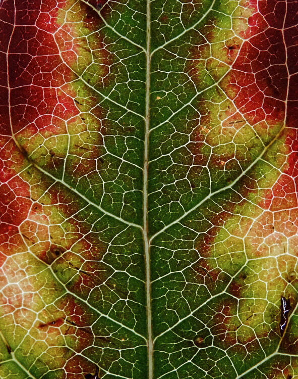Ivan Lesica Plakát, Obraz - Autumn Leaf, Ivan Lesica, 30 × 40 cm
