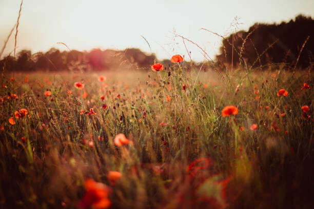 thethomsn Plakát, Obraz - Field of grass plants and poppies during sunset, Germany, thethomsn, 40 × 26.7 cm