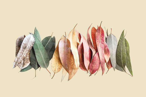 Iryna Veklich Plakát, Obraz - Creative layout made of green, gray, orange, red and purple leaves on beige background., Iryna Veklich, 40 × 26.7 cm