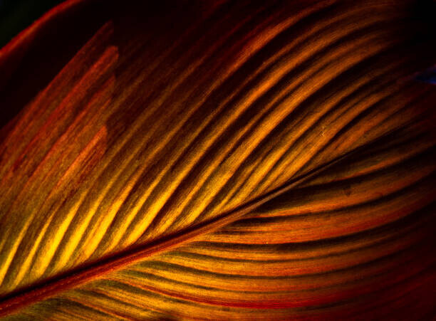 Nancybelle Gonzaga Villarroya Plakát, Obraz - A Close Up Image of a Vibrant Coloured Leaf of Canna Plant, Nancybelle Gonzaga Villarroya, 40 × 30 cm